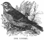 The Linnet.