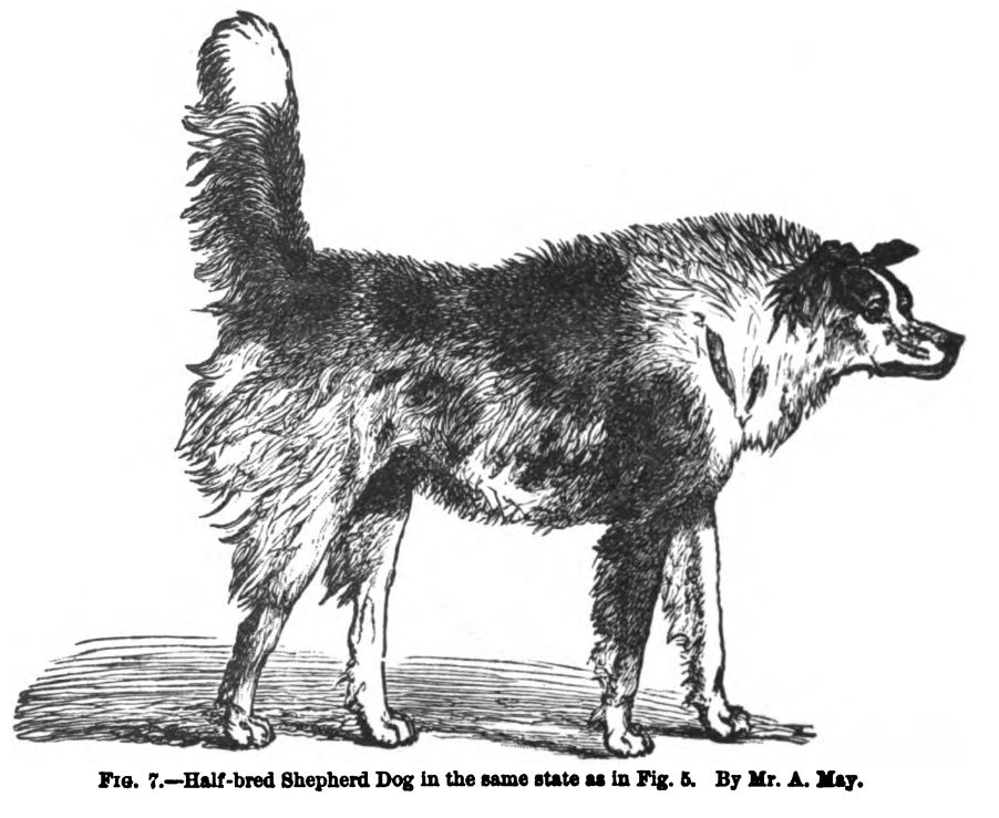 Dog in a Hostile Frame of Mind.  Fig. 7 