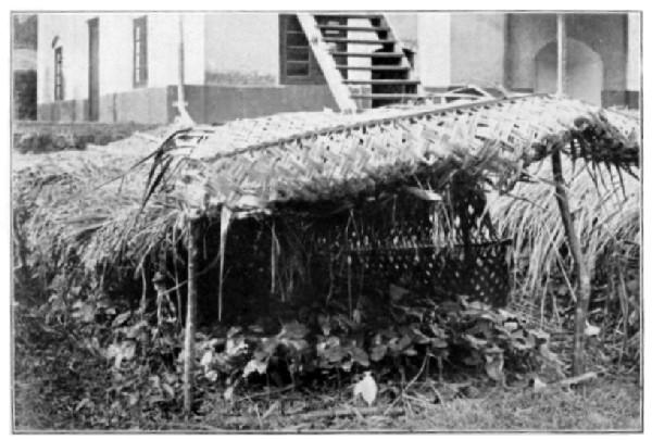 Ceylon: Nursery of Cacao Seedlings in Baskets of plaited Palm Leaf.