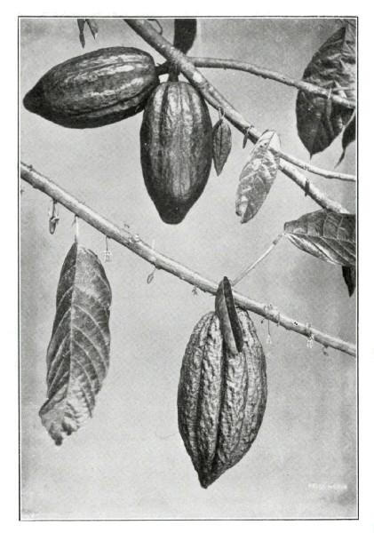 How the Cacao Grows. (Showing Leaf, Flower, and Fruit.)