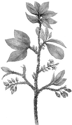 Coca-plant.