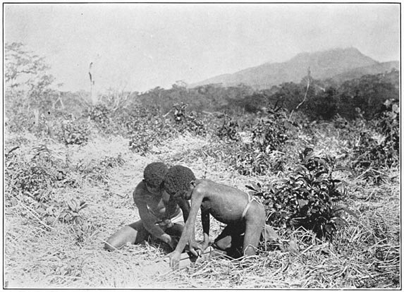 Negrito men of Bataan making fire with bamboo.