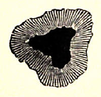 Fig. 13.—An Ordinary Sun-spot.