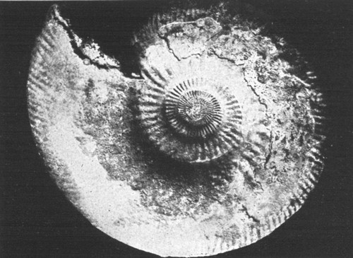 By permission of the American Museum of Natural History  Ammonite from Jurassic of England