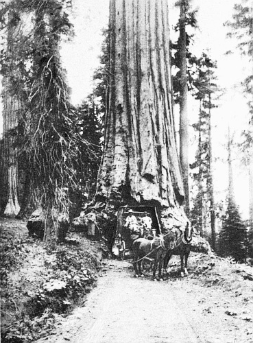 RED WOOD TREE, CALIFORNIA