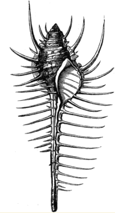 Fig. 9. Murex tenuispina.