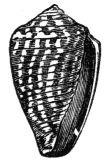 Fig. 11. Conus vermiculatus.