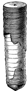 Orthoceras subannulatum (from the Silurian).