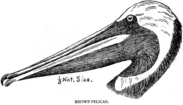 BROWN PELICAN.