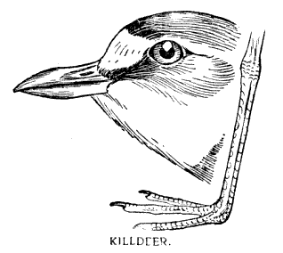 KILLDEER.