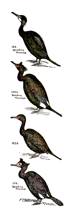 bird images