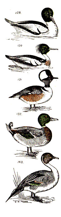 bird images