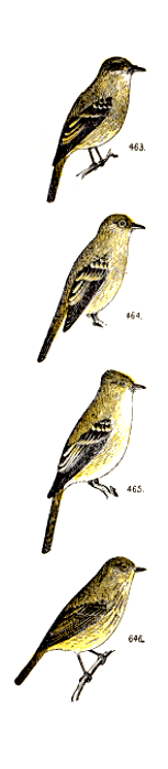 bird images