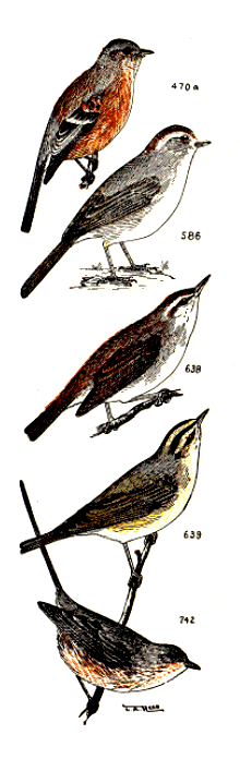 bird images