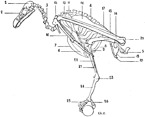 Fig. 21