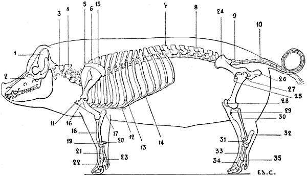 Fig. 38