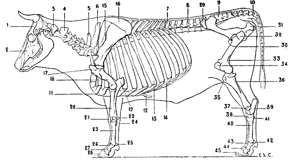 Fig. 39