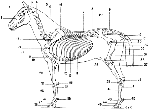 Fig. 40