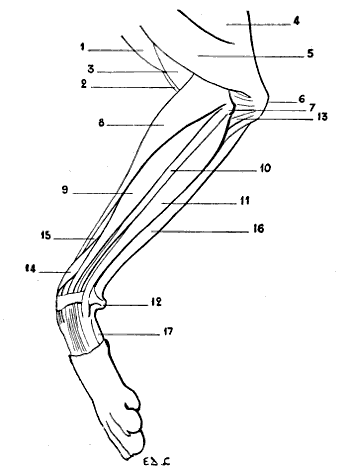 Fig. 73