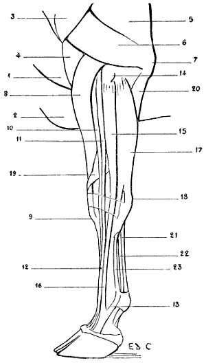 Fig. 74