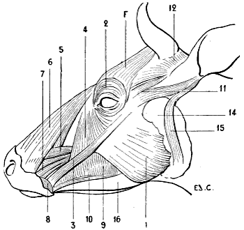 Fig. 91