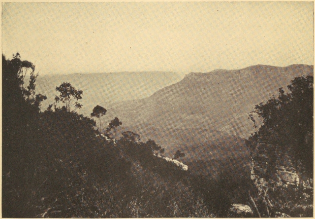 THE BLUE MOUNTAINS OF AUSTRALIA