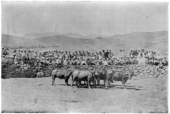 Toda buffaloes in kraal.