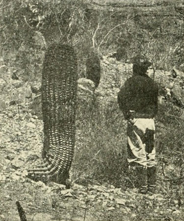 The Barrel Cactus Compared with the Height of a Man.