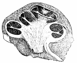 Image unavailable: Fig. 20.—A section through the cochlea in the line of its axis.