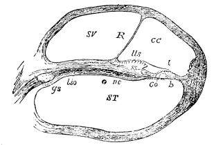 Image unavailable: Fig. 21.—Section of one coil of the cochlea, magnified. SV, scala vestibuli; R, membrane of Reissner; CC, membranous cochlea (scala media); lls, limbus laminæ spiralis; t, tectorial membrane; ST, scala tympani; lso, spiral lamina; Co, rods of Corti; b, basilar membrane. 