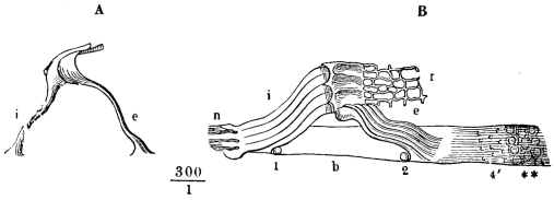 Image unavailable: Fig. 22.—The rods of Corti. A, a pair of rods separated from the rest; B, a bit of the basilar membrane with several rods on it, showing how they cover in the tunnel of Corti; i, inner, and e, outer rods; b, basilar membrane; r, reticular membrane. 