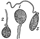 Image unavailable: Fig. 24.—End-bulbs from the conjunctiva of the human eye, magnified. 