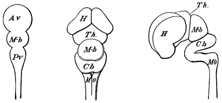 Image unavailable: Fig. 28.      Fig. 29.      Fig. 30.  (All after Huguenin.)