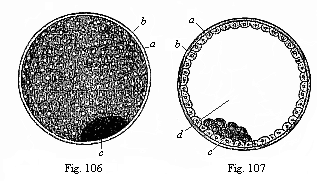 Figs. 106 and 107. The visceral embryonnic vesicle (blastocystis or gastrocystis) of a rabbit.