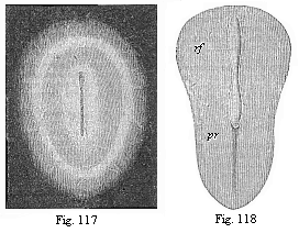 Fig.117. Oval germinal disk of the rabbit, magnified. Fig. 118. Pear-shaped germinal shield of the rabbit (eight days old), magnified.