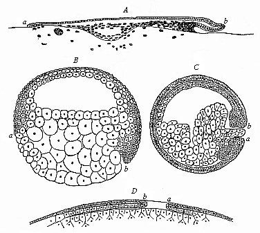 Fig.119. Median longitudinal section of the gastrula of four vertebrates.