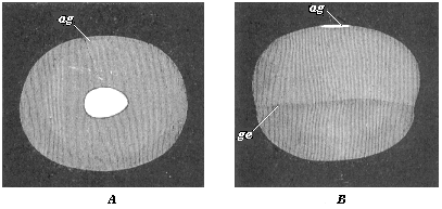 Fig.120. Embryonic vesicle of a seven-days-old rabbit with oval embryonic shield (ag).