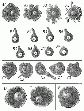 Fig.13 Ova of various animals, executing amœboid movements.