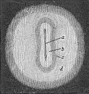 Fig.130. Germinal area or germinal disk of the rabbit, with sole-shaped embryonic shield.