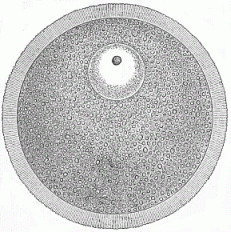 Fig.14 The human ovum.