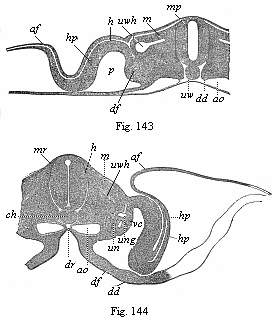 Figs. 143 and 144. Transverse sections of embryos (of chicks).