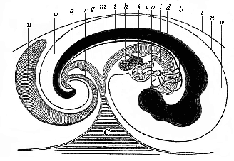 Fig.147. Median longitudinal section of the embryo of a chick (fifth day of incubation), seen from the right side (head to the right, tail to the left).