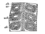 Fig.163. Frontal (or horizontal-longitudinal) section of a triton-embryo with three pairs of primitive segments.