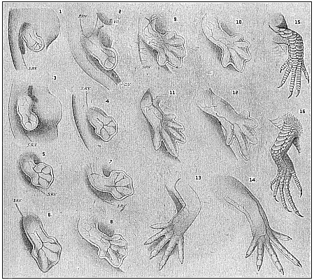 Fig.174. Development of the lizard’s legs.