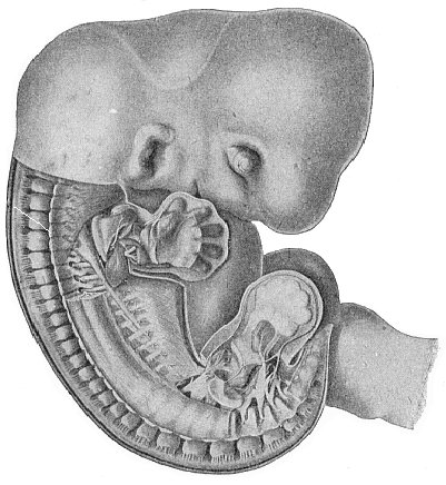 Fig.175. Human embryo, five weeks old, half an inch long, seen from the right.