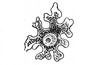 Fig.18. Ovum of a sponge.