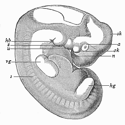 Fig.181. Human embryo of the middle of the fifth week, one-third of an inch long.