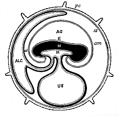 Fig.195. Diagram of the embryonic organs of the mammal (foetal membranes and appendages).