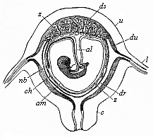 Fig.196. Diagrammatic frontal section of the pregnant human womb.