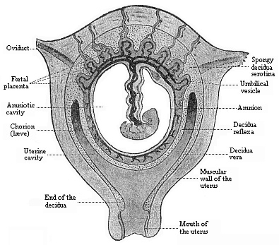 Fig.198. Frontal section of the pregnant human womb.